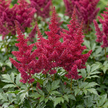Load image into Gallery viewer, OpenPlantData Astilbe chinensis Hot Pearls
