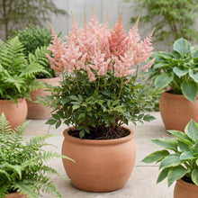 Load image into Gallery viewer, OpenPlantData Astilbe Vision Inferno
