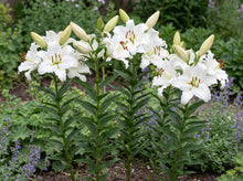 Load image into Gallery viewer, OpenPlantData Lilium White Balloons

