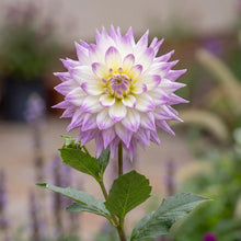Load image into Gallery viewer, OpenPlantData Dahlia Ferncliff Illusion
