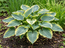 Load image into Gallery viewer, OpenPlantData Hosta Frances Williams
