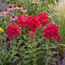 Load image into Gallery viewer, OpenPlantData Phlox paniculata Grenadine Dream
