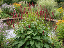 Load image into Gallery viewer, OpenPlantData Persicaria Amplexicaulis Bonfire
