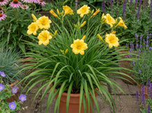 Load image into Gallery viewer, OpenPlantData Hemerocallis Happy Returns
