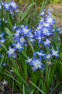 Chionodoxa - Forbesii 27466105