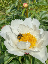 Load image into Gallery viewer, Miss America (Herbaceous/Mid Season Bloom)
