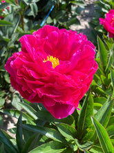 Load image into Gallery viewer, Karl Rosenfield (Herbaceous / Mid Season) (Copy)
