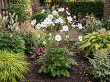 Load image into Gallery viewer, OpenPlantData Anemone Whirlwind
