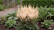 Load image into Gallery viewer, OpenPlantData Astilbe Peach Blossom
