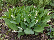 Load image into Gallery viewer, OpenPlantData Convallaria majalis
