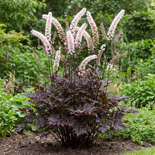 Load image into Gallery viewer, OpenPlantData Actaea simplex Atropurpurea Group
