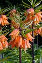 Load image into Gallery viewer, *NEW Fritillaria - Aurora 21781420
