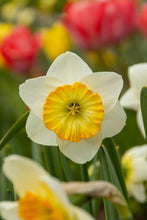 Load image into Gallery viewer, *NEW Daffodil Large Cupped - Happy Smiles 53245514

