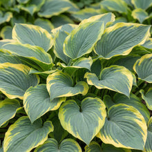 Load image into Gallery viewer, OpenPlantData Hosta First Frost
