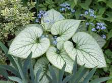 Load image into Gallery viewer, OpenPlantData Brunnera macrophylla Alexanders Great
