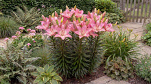 Load image into Gallery viewer, OpenPlantData Lilium Rozalynn
