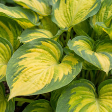 Load image into Gallery viewer, OpenPlantData Hosta Pauls Glory
