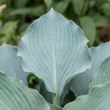 Load image into Gallery viewer, OpenPlantData Hosta Skywriter
