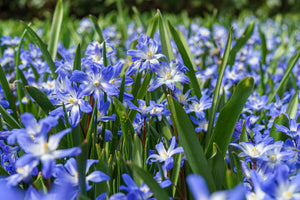 Chionodoxa - Forbesii 27466105