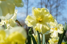 Load image into Gallery viewer, *NEW Daffodil Split Corona - Cassata 16975514
