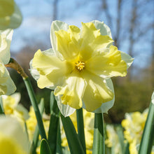 Load image into Gallery viewer, *NEW Daffodil Split Corona - Cassata 16975514
