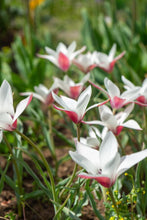 Load image into Gallery viewer, Tulip Specialty Clusiana Peppermint Stick 83444506
