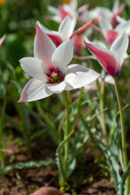 Load image into Gallery viewer, Tulip Specialty Clusiana Peppermint Stick 83444506
