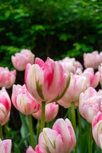 Load image into Gallery viewer, *NEW Tulip Double Late Finola 71737212
