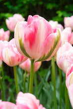 Load image into Gallery viewer, *NEW Tulip Double Late Finola 71737212

