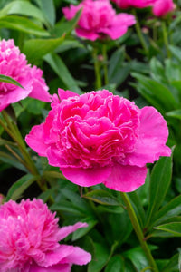 Bouquet Perfect (Herbaceous / Early to Mid Season)