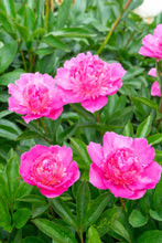 Load image into Gallery viewer, Bouquet Perfect (Herbaceous / Early to Mid Season)
