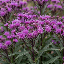 Load image into Gallery viewer, OpenPlantData Vernonia Summer Swan Song

