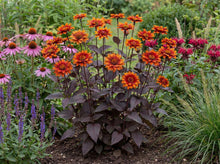 Load image into Gallery viewer, OpenPlantData Heliopsis Helianthoides Bleeding Hearts
