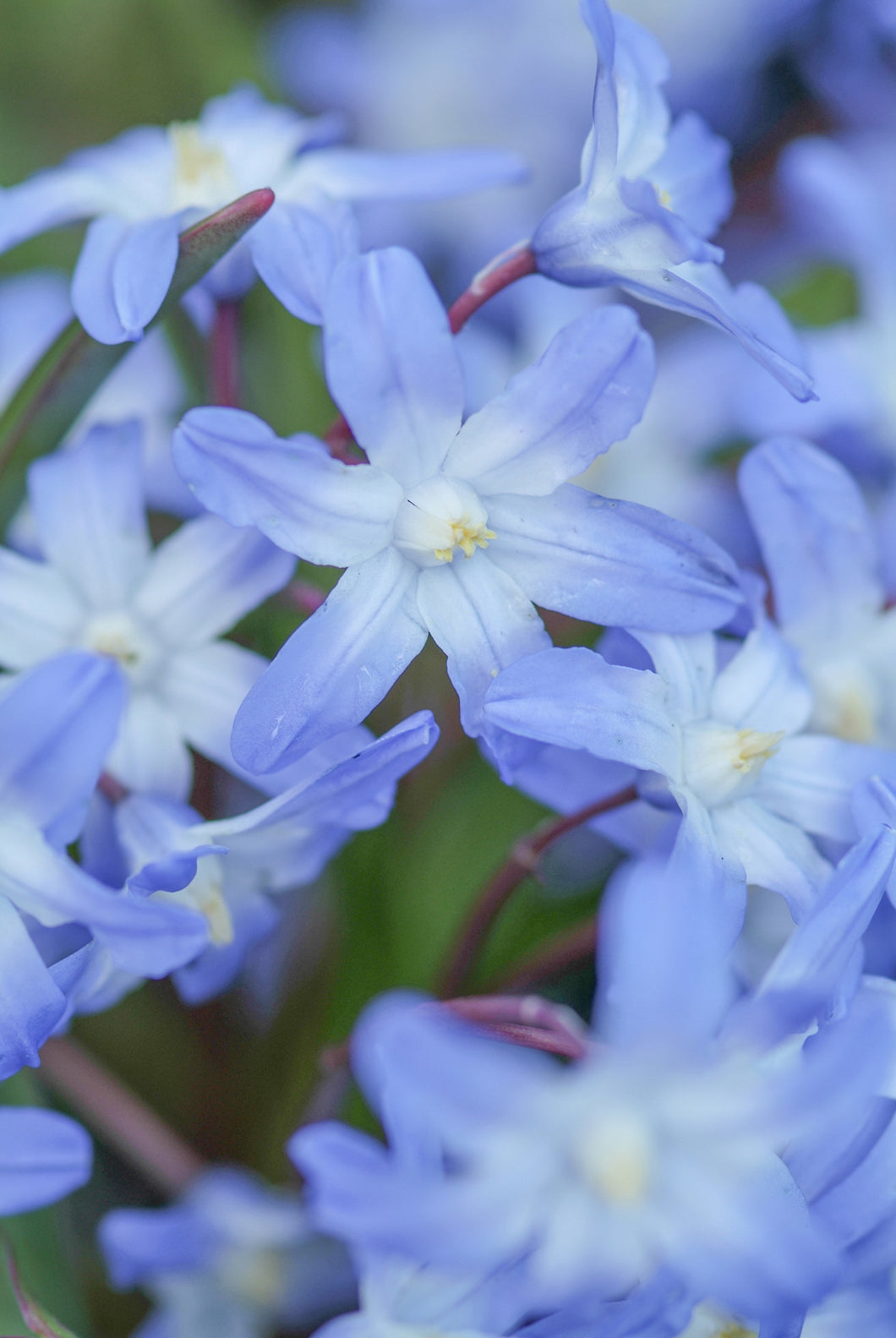 Chionodoxa - Forbesii 27466105
