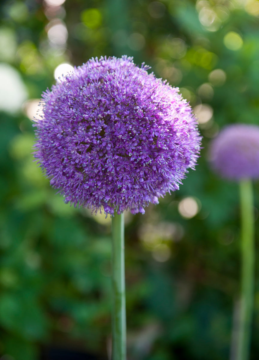 Allium - Gladiator – Barnswallow Flowers