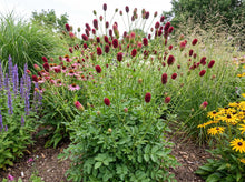 Load image into Gallery viewer, OpenPlantData Sanguisorba officinalis Red Thunder
