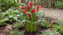 Load image into Gallery viewer, OpenPlantData Calla Bloody Mary
