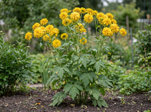 Load image into Gallery viewer, OpenPlantData Rudbeckia laciniata Goldquelle
