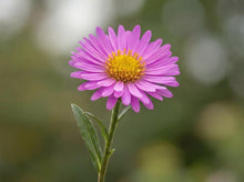 Load image into Gallery viewer, OpenPlantData Symphyotrichum novi-belgii Alice Haslam
