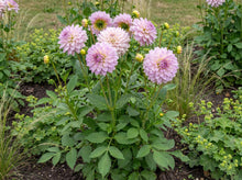 Load image into Gallery viewer, OpenPlantData Dahlia Ferncliff Inspiration
