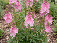 Load image into Gallery viewer, OpenPlantData Sidalcea Candy Girl
