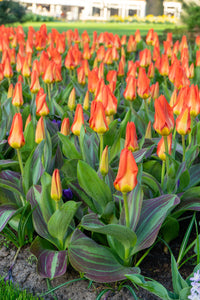 Tulip Kaufmanniana Park Dreamway 67047212