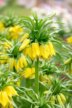 Load image into Gallery viewer, *NEW Fritillaria - Lutea 27561420
