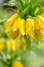 Load image into Gallery viewer, *NEW Fritillaria - Lutea 27561420
