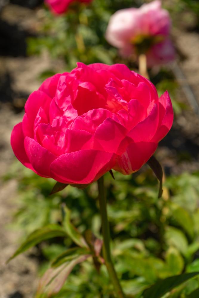 Cytherea (Herbaceous / Mid Season)