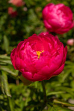 Load image into Gallery viewer, Cytherea (Herbaceous / Mid Season)
