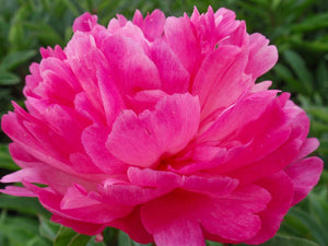Madame Debatene (Herbaceous / Mid Season)