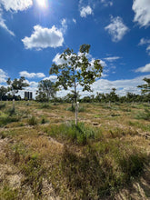Load image into Gallery viewer, STARTING A CHESTNUT FARM CONSULT
