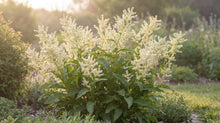 Load image into Gallery viewer, OpenPlantData Koenigia alpina
