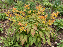 Load image into Gallery viewer, OpenPlantData Epimedium Amber Queen
